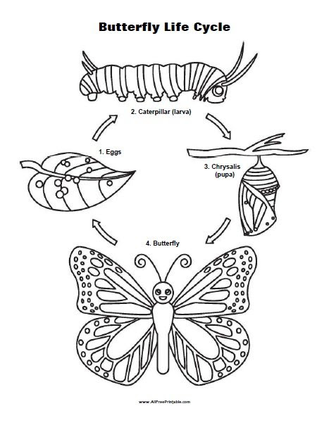 life cycle of a butterfly coloring page  free printable