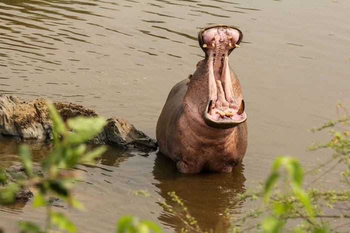 In this photo taken Sunday, Jan. 18, 2015, a hippo bathes in the Serengeti National Park, west of Arusha, northern Tanzania. The park is the oldest and most popular national park in Tanzania and is known for its annual migration of millions of wildebeests, zebras and gazelles.