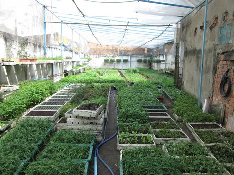 Độc đáo thiết bị trồng rau bằng "sóng điện thoại" - 2