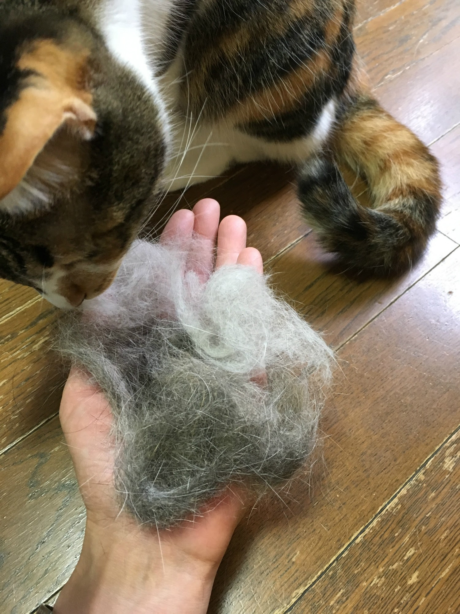 作ってみた たった1時間で愛猫の抜け毛が大変身 簡単 猫毛フェルト人形 の作り方 猫の総合情報サイト ペットスマイルニュースforネコちゃん