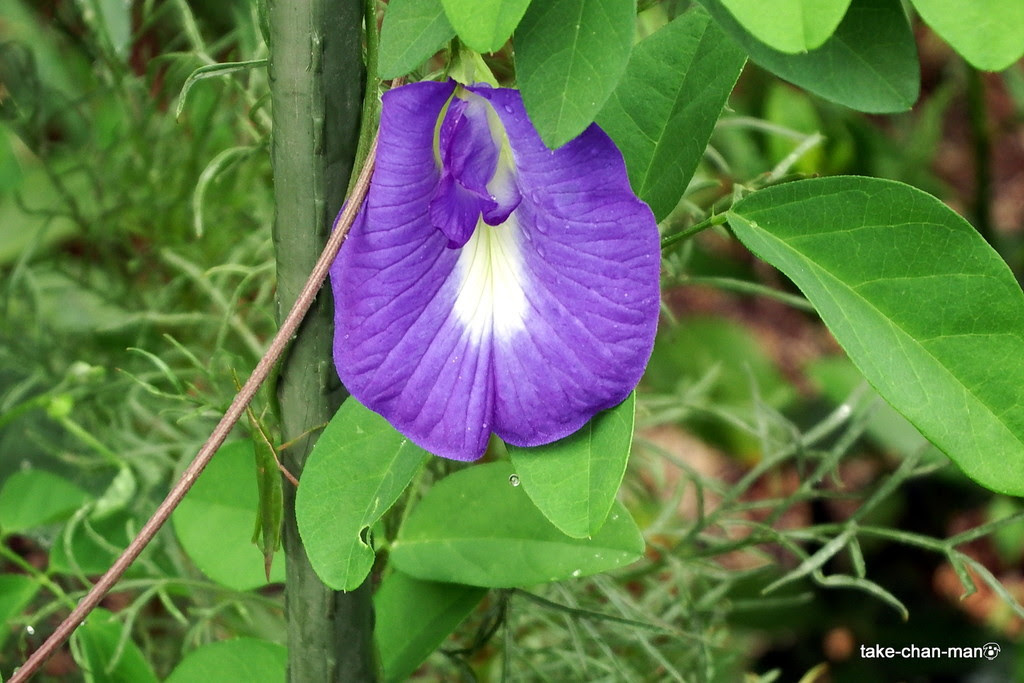 なんとなくエッチな姿の蝶豆 クリトリア が咲いています れお君と庭の花 Fromたけちゃんマン