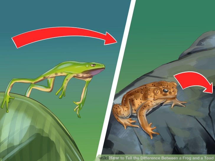 Tell the Difference Between a Frog and a Toad Step 6 Version 2.jpg