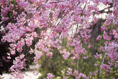 これは選んではいけない 風水シンボルツリー 仲屋風水デザイン