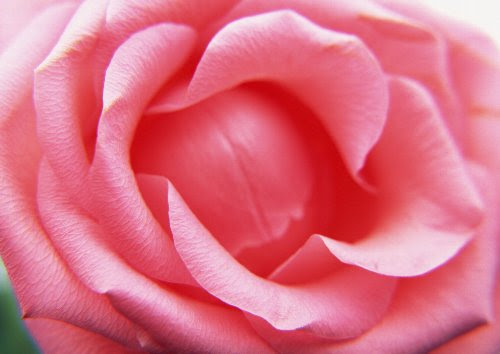 バラの花言葉 一重と八重 大輪と小輪など 咲き方 組み合わせでも違う の花言葉 花言葉事典