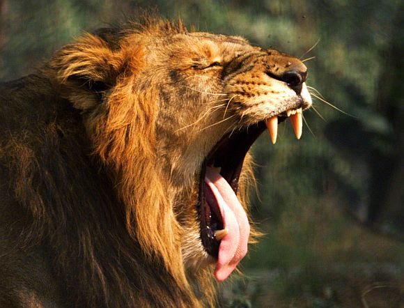 A rare Asiatic lion from Gir forest yawns at a zoological park in Junagadh