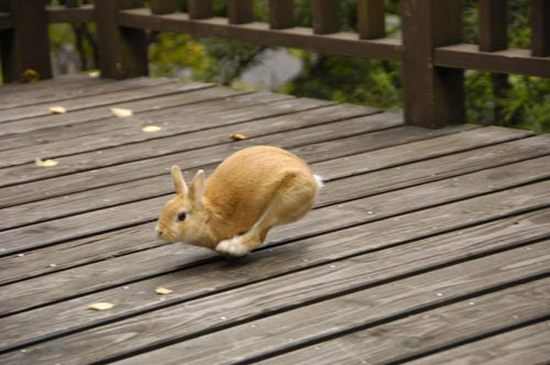 連休 後半 空飛ぶうさぎ Sawada Studio Blog