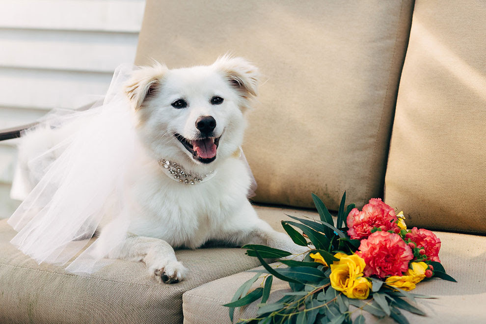 880 Rescue Dogs Wedding