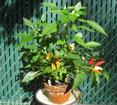 18 Tanaman  Buah Yang Bisa Ditanam di Pot  Kecil  