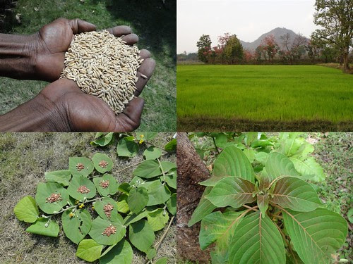 Medicinal Rice Formulations for Diabetes Complications, Heart and Liver Diseases (TH Group-70) from Pankaj Oudhia’s Medicinal Plant Database by Pankaj Oudhia