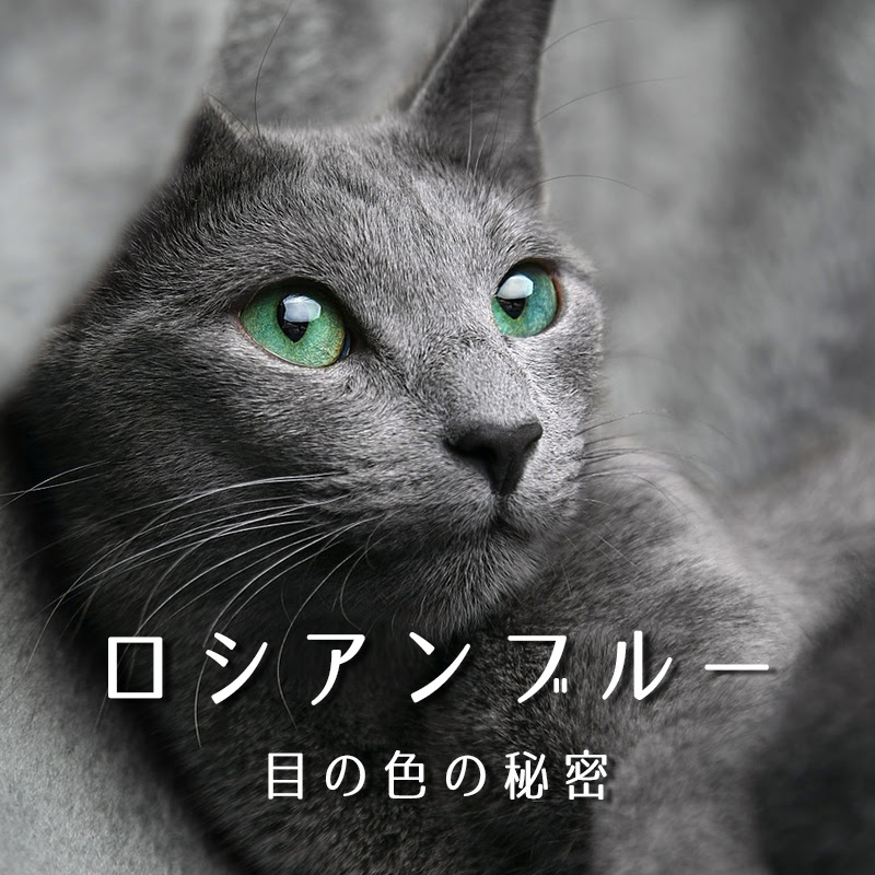 ロシアンブルー目の色の秘密 どうして色が変わる