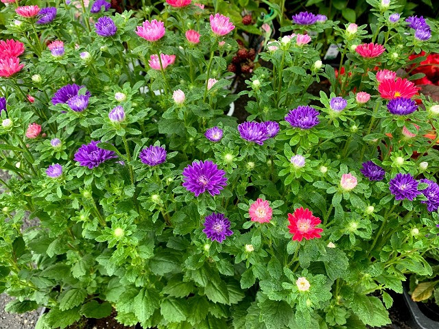 知多半島阿久比町 福住園芸 観葉植物 花 苗 種 用品販売 カルチャー教室とレンタルスペース ﾏｲｸﾛｱｽﾀｰ ｽﾃﾗ