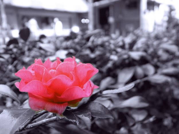 花モノクロ 写真共有サイト フォト蔵