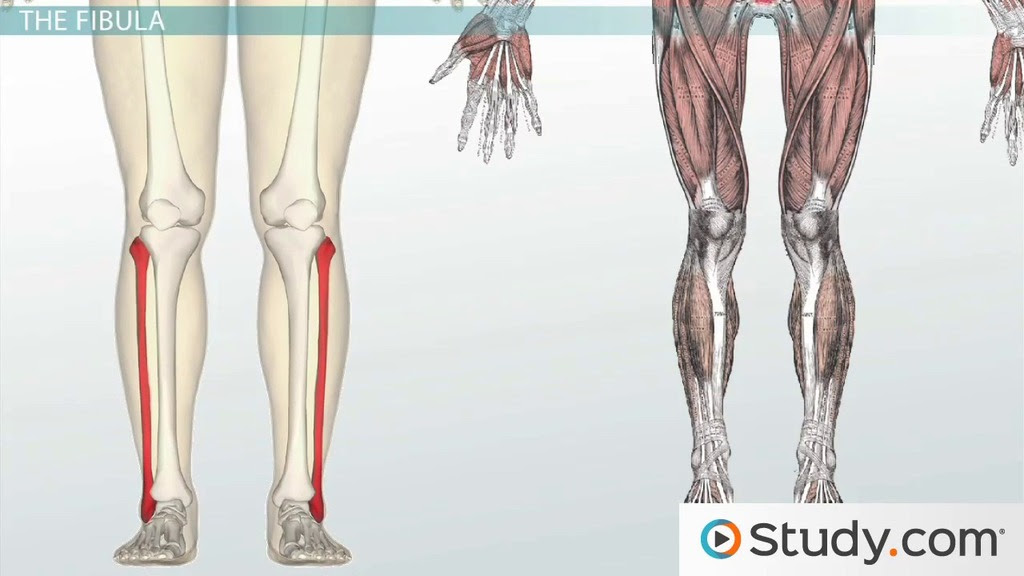 Bones of the Leg and Foot: Names, Anatomy & Functions ...