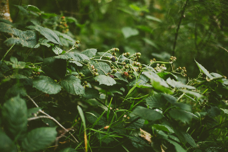 Photo & Video Sharing by SmugMug