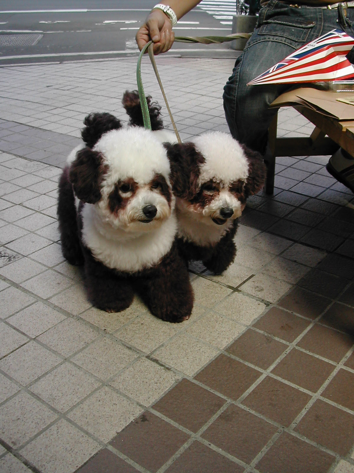 愛犬の意外な一面 コスプレをする犬 Pety Part 3