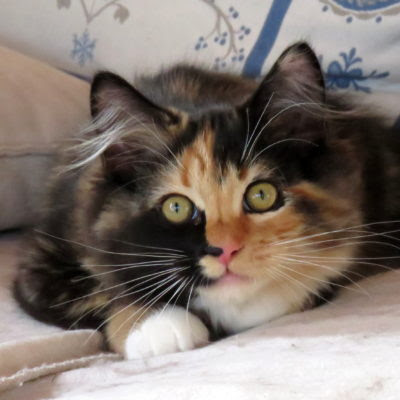 Chats Siberiens A L Elevage Suisse Legende Des Alpes Chatterie Familiale