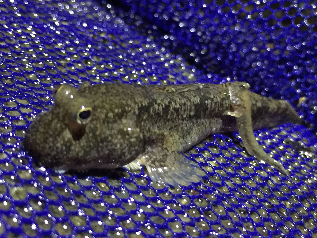 カエルウオとトビハゼ ざざむし