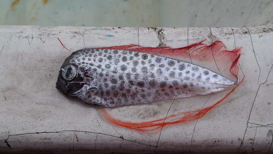 稚魚 話題の画像がわかるサイト