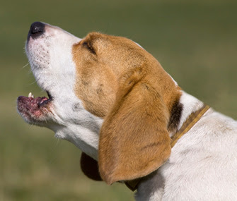 Dog barking