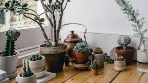 Caring for Succulents: Everything You Need to Know