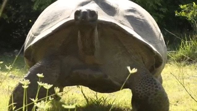Man Interrupts Tortoise Sex, World's Slowest Chase Scene Ensues