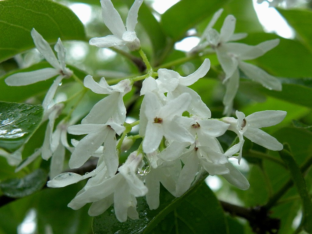 すべての美しい花の画像 ロイヤリティフリー白い 花 5 月