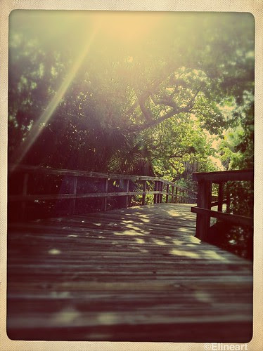 320/365- Wooden Path by elineart