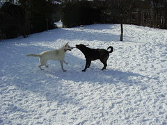 tala cody backyard snow2 007