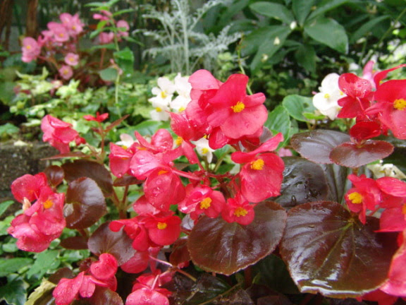 夏の花図鑑 夏の花 赤い花