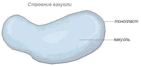 Картинки по запросу малюнок вакуолі