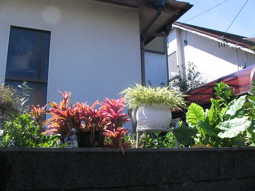 Plants