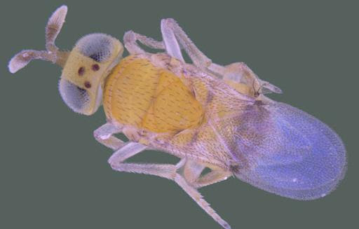 L’Acerophagus Papaya, parasitoïdes qui se nourrit de cochenilles.