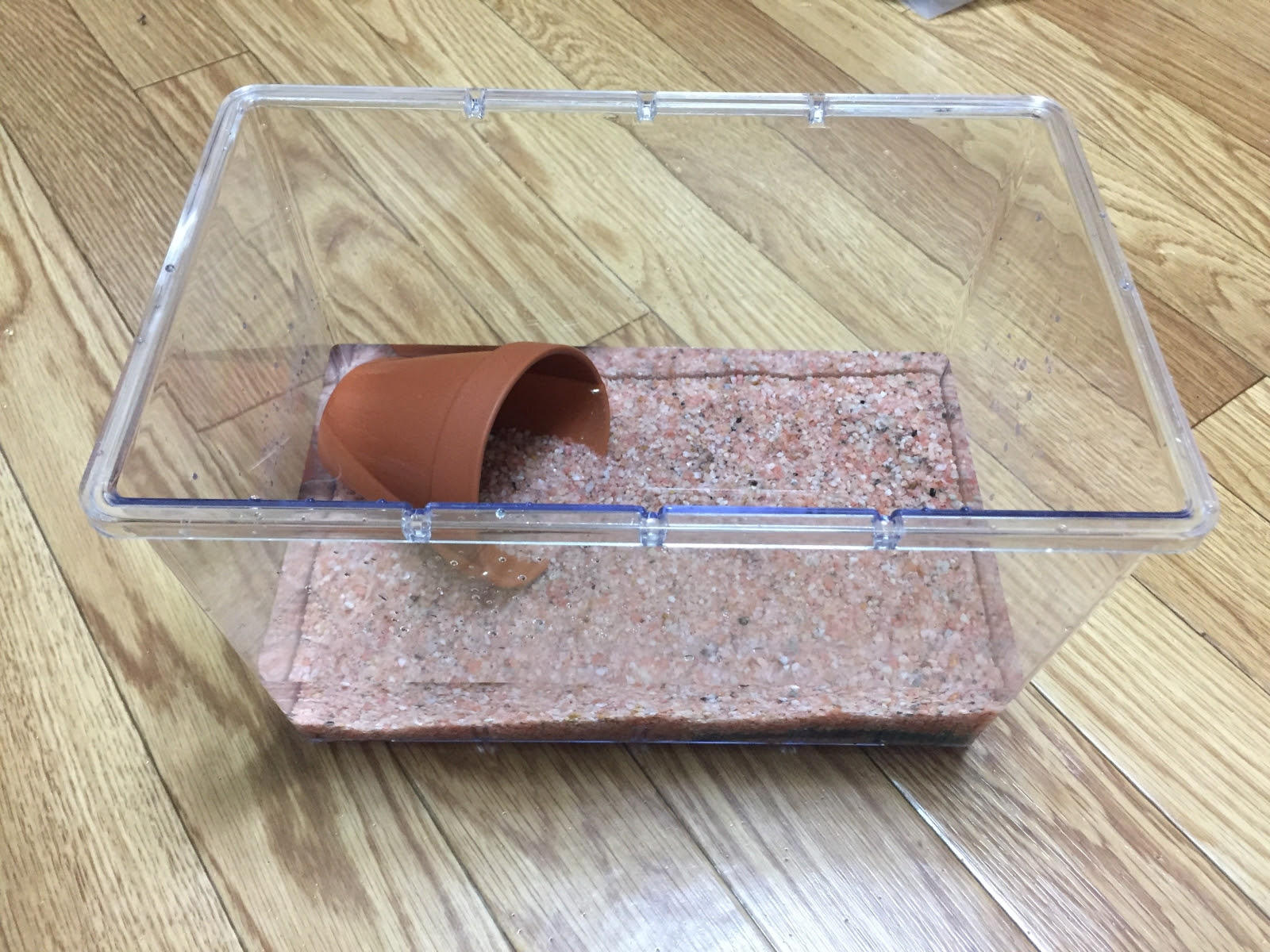 やっとザリガニをゲット いろいろ調べてみた たしゅみ奮闘記 フリテン