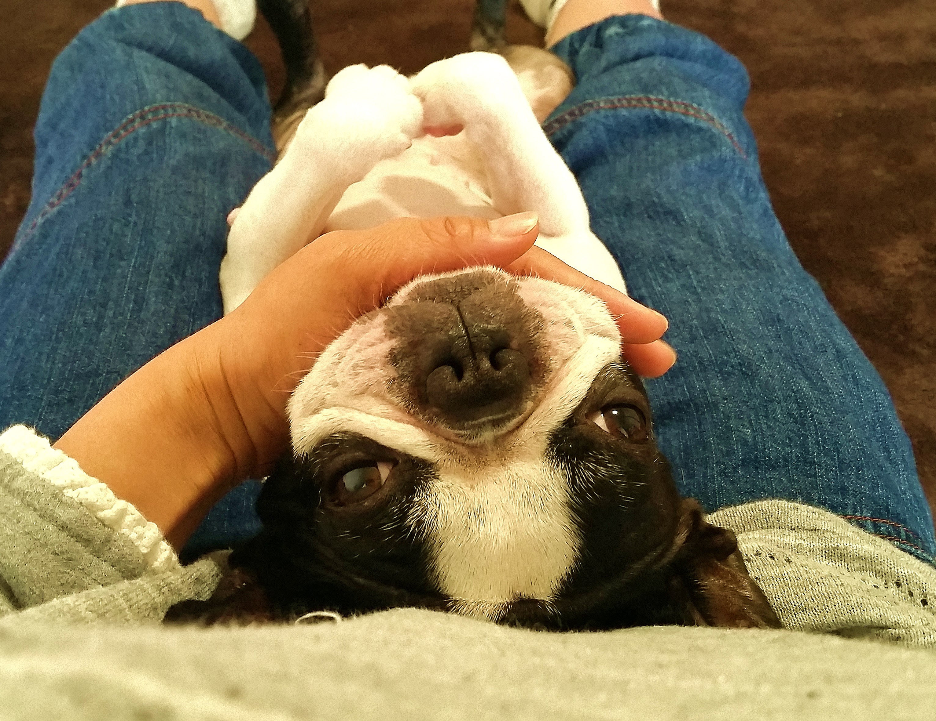 愛犬がリーダーになってはダメ 主従関係のチェック方法や飼い主がリーダーになるトレーニング 犬の総合情報サイト ペットスマイルニュースforワンちゃん
