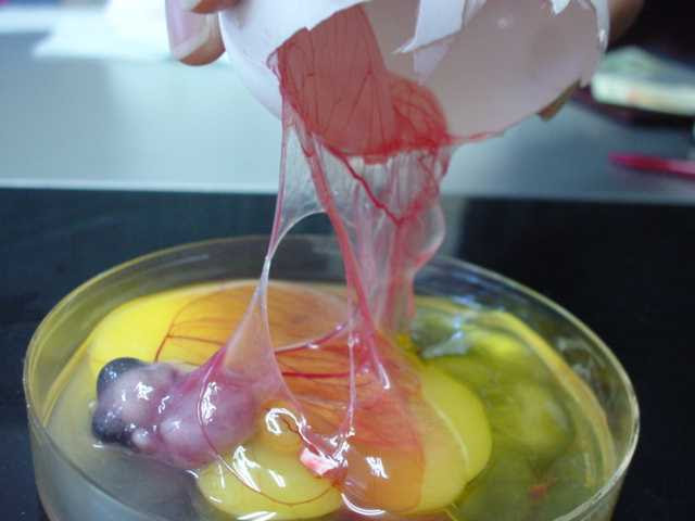 孵化の詳細について