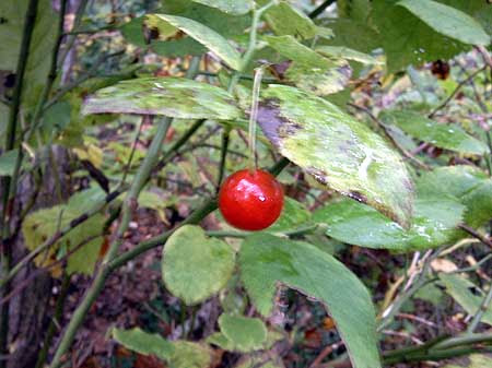 イワナシ 岩梨 ツツジ科 食 ６月中旬 ７月上旬 山地の林縁などに生える常緑の小低木 高さ 15cm 花期 4 5月 果実の味が梨に似ているのでこの名がある ｴﾋﾞｶﾞﾗｲﾁｺﾞ 海老殻苺 バラ 科 食 ７月中旬 山地の荒地などにはえる落葉低木 高さ 2