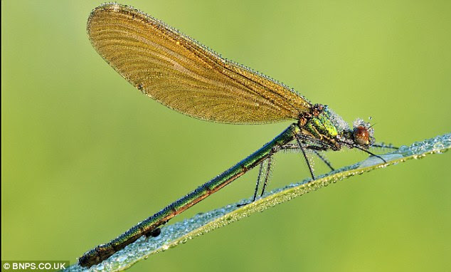 Conditions: The best chance of dew comes from May to June and from September to October 