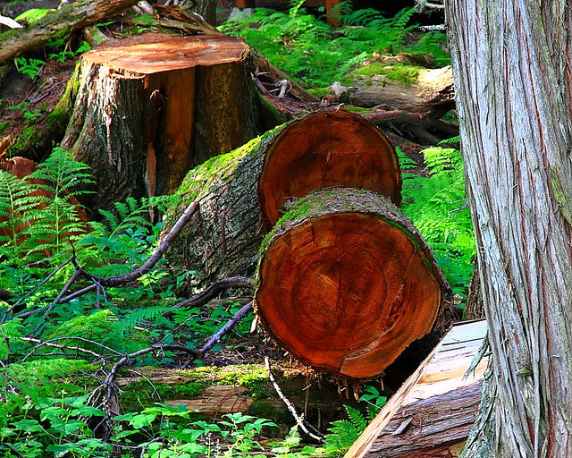 IMG_2543 Trail of the Cedars, Glacier National Park