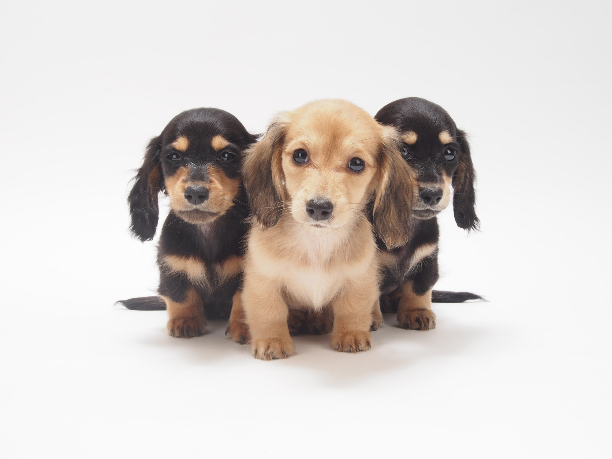 犬に牛乳を与えても良い理由 ドッグフード ラボ