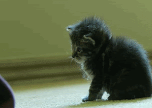 動物の可愛いgif画像くれ はれぞう