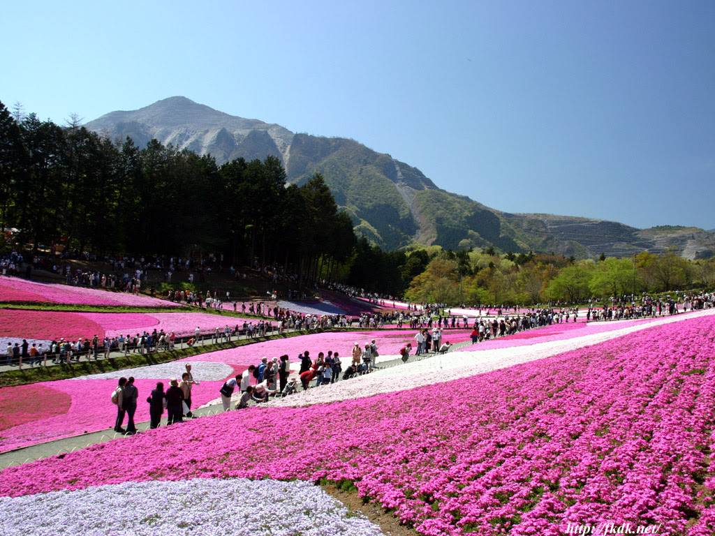 羊山公園の芝桜 風景写真無料壁紙