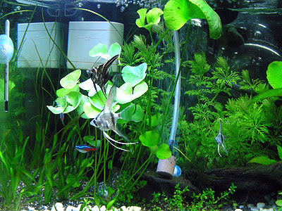 苔地獄の季節 Hage Blog