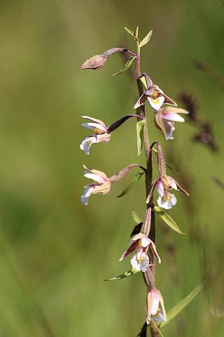 Epipactis palustris - Epipactis des marais