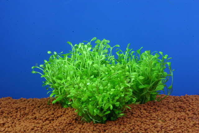 水草の前景草 中景草 後景草について 熱帯魚 アクアリウム情報マガジン