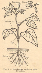 haricots