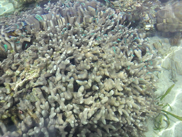 水色の熱帯魚群 写真共有サイト フォト蔵