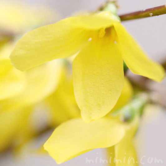 レンギョウの花の写真 レンギョウの花言葉 みみみんブログ