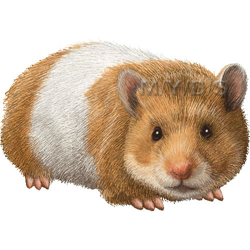ゴールデン ハムスターのイラスト 条件付フリー素材集
