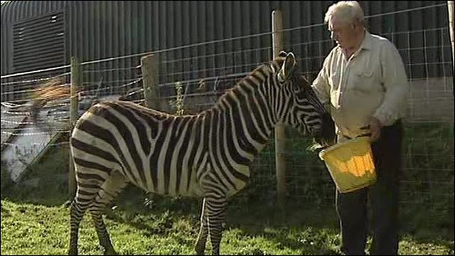Man puts zebra up for sale. Hugh Simpson with his zebra. Cannot play media.
