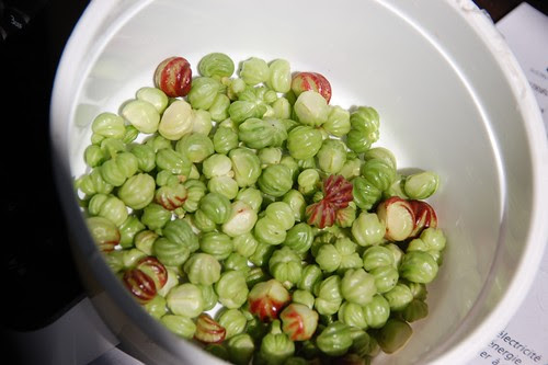 nasturtium seeds